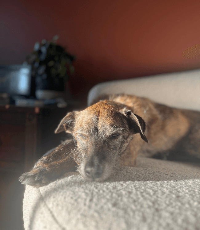 A sleepy dog rests on a couch in a sunlit room.